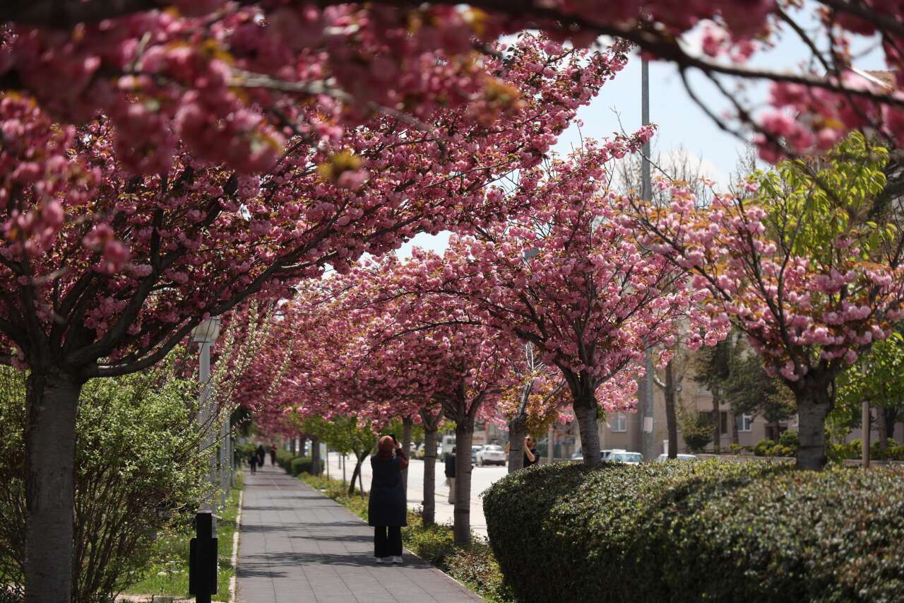 Burası Japonya değil, Konya! Sakuralar çiçek açtı 12